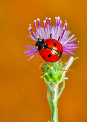 Beautiful ladybug on leaf defocused background