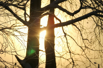 The sun illuminates snowy trees, magical winter mood