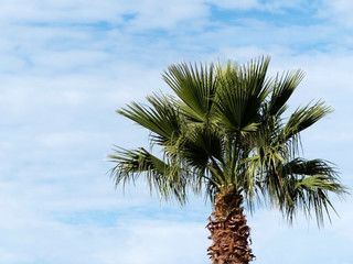 Palmier avec comme fond le ciel