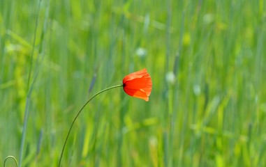 red poppy in field