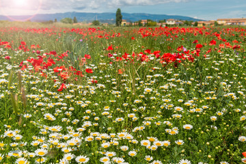 Blooming wildflower field in spring.