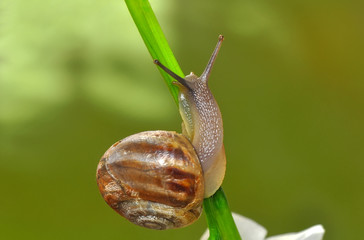 Close up  beautiful Snail in the garden