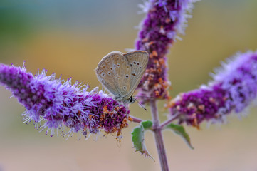 Closeup beautiful butterfly sitting on the flower.