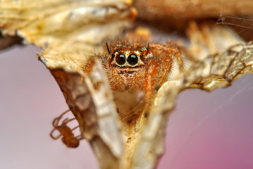 Close up  beautiful jumping spider  