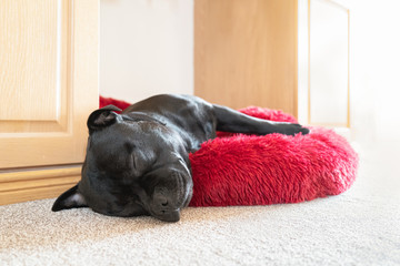 Black Staffordshire Bull Terrier dog lying on a soft fluffy bed placed between cupboards on a...