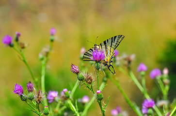 Closeup beautiful butterfly sitting on the flower.