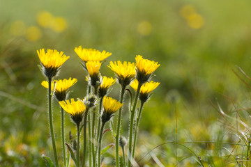 Yellow wildflowers bloomed in the spring meadow. Green meadow and dandelions.