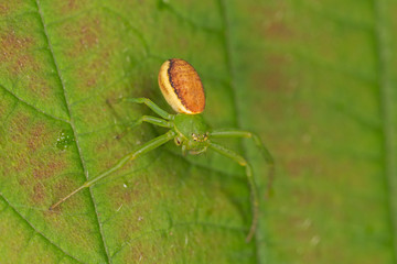 The green huntsman spider (Micrommata virescens) on a leaf. 
