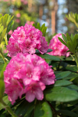 Closeup of three pink flowers on a bush in a forest.