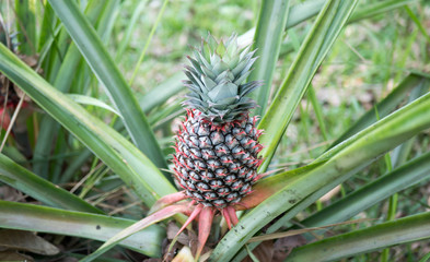 The pineapple on the clump has pink eyes. Pineapple trees grow tropical fruit in the pineapple plantation gardens.