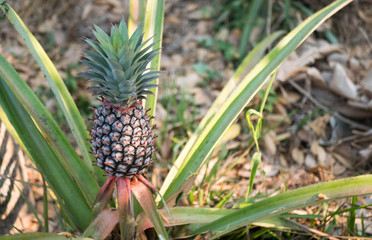 The pineapple on the clump has pink eyes. Pineapple trees grow tropical fruit in the pineapple plantation gardens.