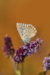 Closeup beautiful butterfly sitting on the flower.