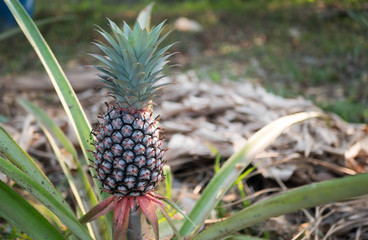 The pineapple on the clump has pink eyes. Pineapple trees grow tropical fruit in the pineapple plantation gardens.