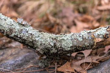 Fototapeta na wymiar Common Greenshield Lichen growing on an old broken branch, Upstate New York