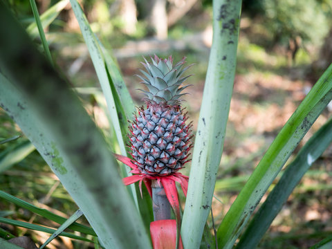 The pineapple on the clump has pink eyes. Pineapple trees grow tropical fruit in the pineapple plantation gardens.