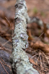 Common Greenshield Lichen growing on an old broken branch, Upstate New York