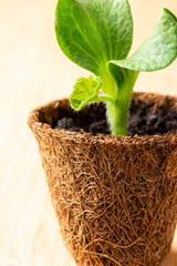 Young seedlings in biodegradable pots close-up. Growing pumpkin seedlings in coconut pots. Spring gardening