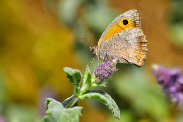 Closeup beautiful butterfly sitting on the flower.