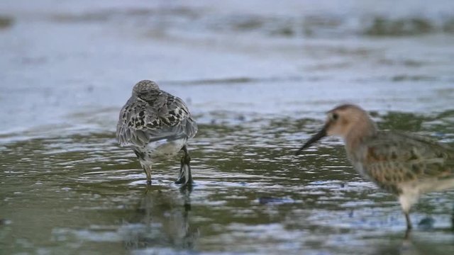 Dunlins, Calidris alpina, in breeding plumage pecking and probing mud for insects. Slow motion.