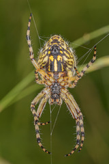 Aculepeira ceropegia, the oak spider. 