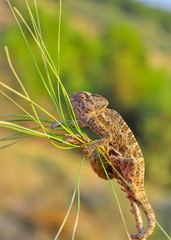 Macro shots, Beautiful nature scene green chameleon 