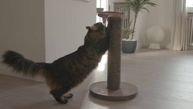 Lovely cat scratching nails on the scratch pole