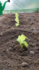 Uprawa sałaty - małe sadzonki