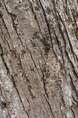 Close-up of tree bark texture with plenty of cracks, in Upstate New York