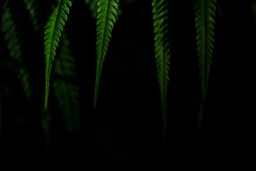 Close-up green leaves against the dark climate background. copy space ready