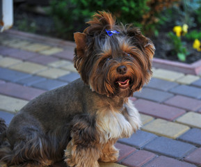 Yorkshire Terrier. Decorative breed of dogs. Breeding a new breed