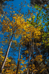 Autumn deciduous trees with golden yellow colored leaves illuminated by the sun. Bottom view of the tops of trees in the autumn forest.