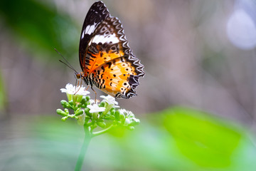 Fototapeta na wymiar colourful butterfly on white blooming flower in the forest