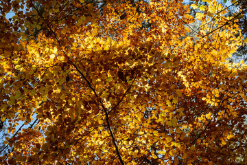 Tree crown and branches with yellow brown autumn leaves illuminated by the sun's rays. Sunlight shines through the golden leaves.