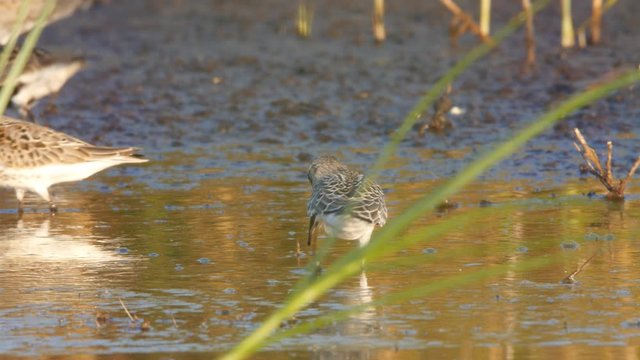 Dunlins, Calidris alpina, in non breeding plumage pecking and probing mud for insects in the golden hour light