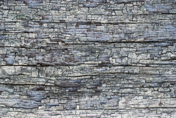 Bark texture, grey dry hardwood close up