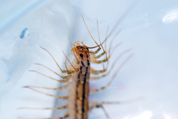 Scolopendra caught in a jar