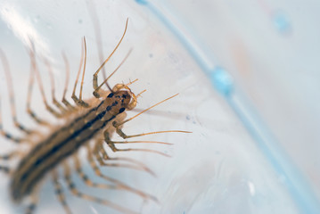 Scolopendra caught in a jar