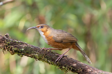 Rusty-cheeked Scimitar-Babbler Pomatorhinus erythrogenys. Beak, birds.