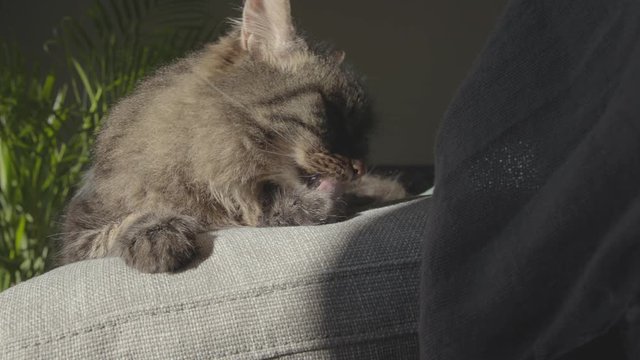 Lovely cat lying on the sofa and licking her fur