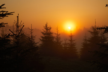 Fototapeta premium Colored sun rays through fir trees. Healthy green trees in a forest of old spruce, fir and pine trees in wilderness of a national park. Sustainable industry, ecosystem and healthy environment concepts