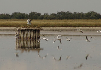 Obraz premium seagulls flying over the lake