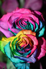 multicolor rose in an unusual color combination