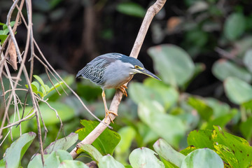 Ein freigestellter Mangrovereiher lauert auf einem Ast über dem Fluss auf Beute