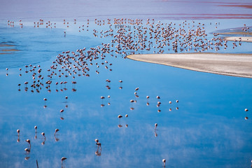 Flamingos stand in the salty lake named Laguna Colorada in Bolivia