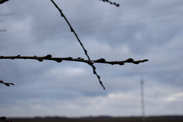 Warm weather at the end of winter provoked awakenings of nature, the buds on a tree branch swelled and opened.