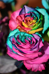 Fototapeta na wymiar multicolor rose in an unusual color combination