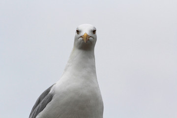 Möwe