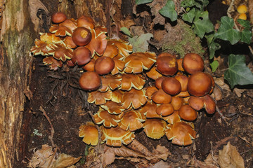 Pilz Rauchblättriger Schwefelkopf, Hypholoma capnoides