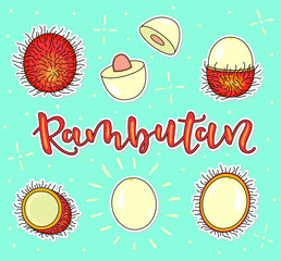 Rambutan. Whole and pieces. Vector stock illustration. Colored fruit set isolated on green background. Lettering.