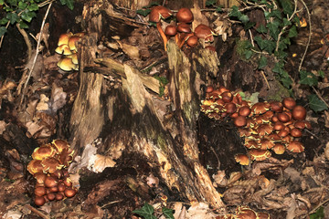 Pilz Rauchblättriger Schwefelkopf, Hypholoma capnoides